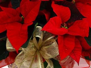 red-poinsettia