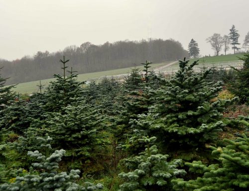 Ce n’est pas bien de couper des sapins?