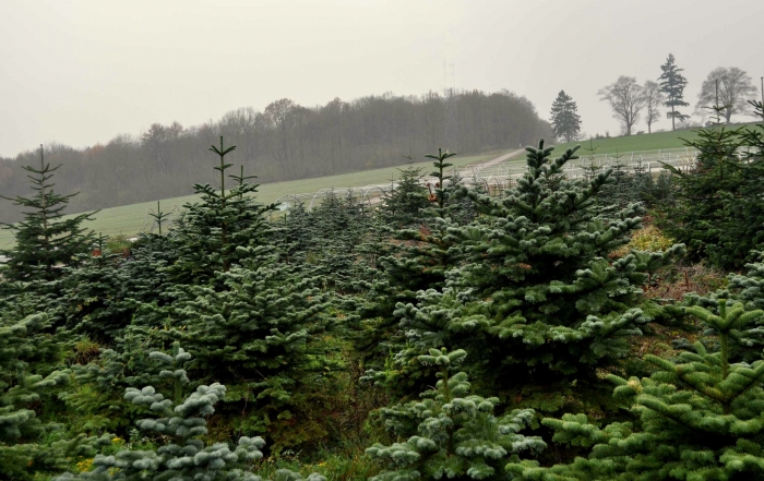 Champ de sapins monbeausapin.be