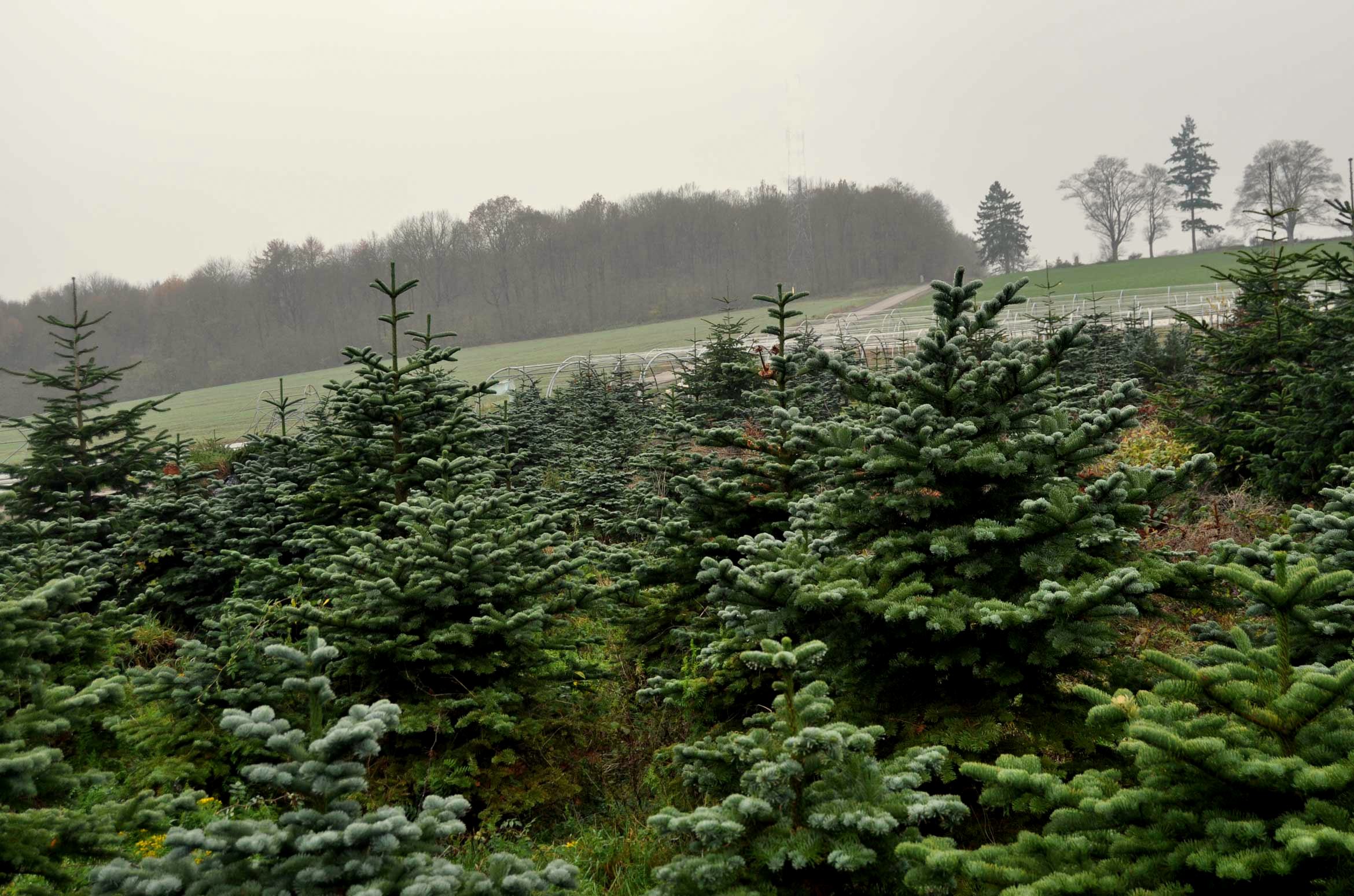 Champ de sapins monbeausapin.be