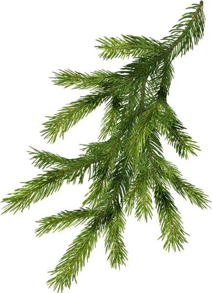 73d8949b branches de sapin