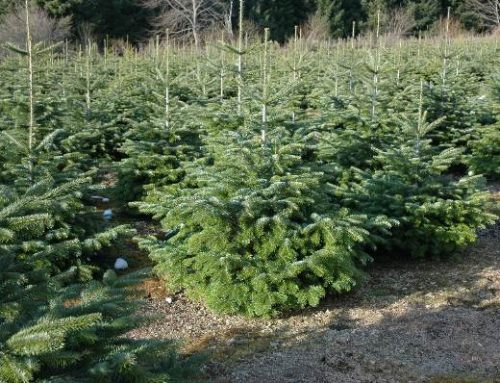 Sapins fraichement coupés