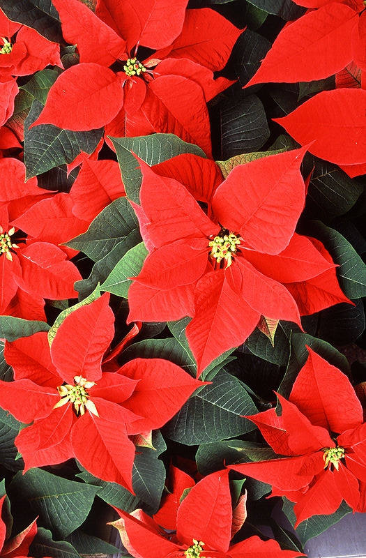 Rose de Noël ou 'Poinsettia' livrée avec votre sapin