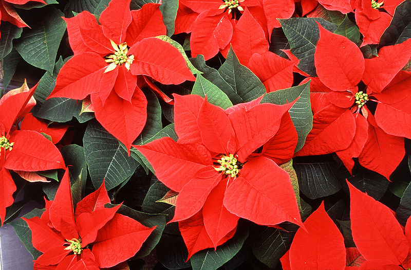 Picture4 rose de noel