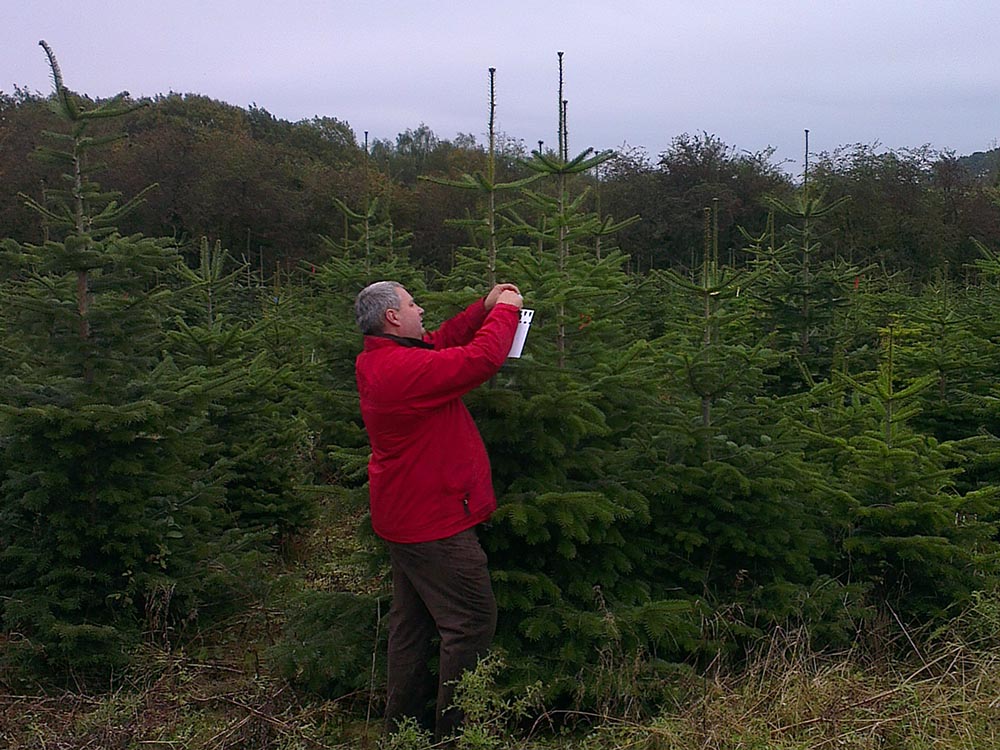 sapins de Noël