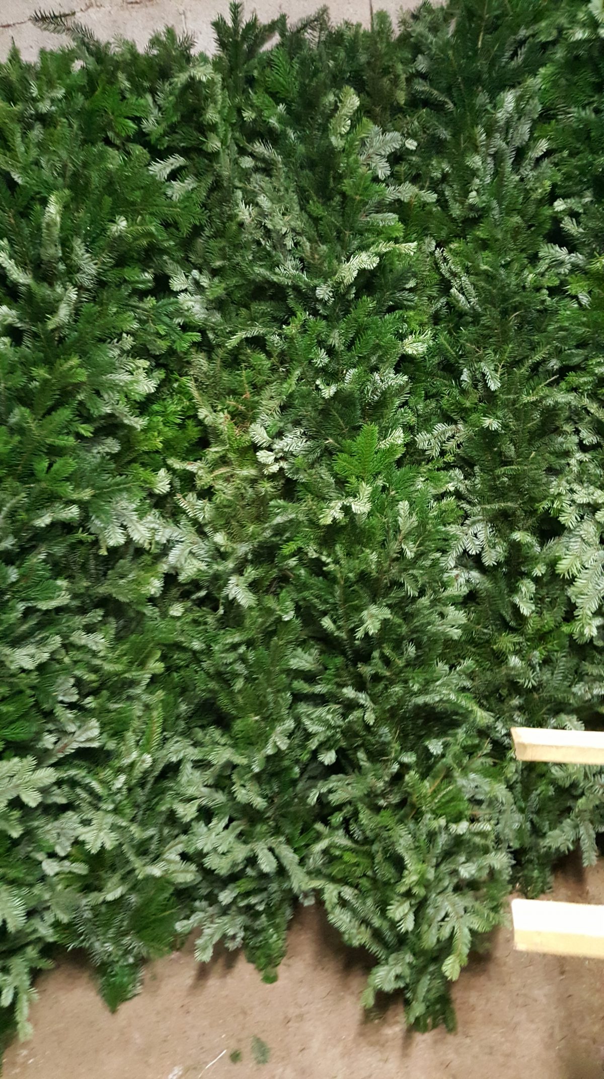 Natural Nordmann garlands Christmas tree home delivery brussels and surounds