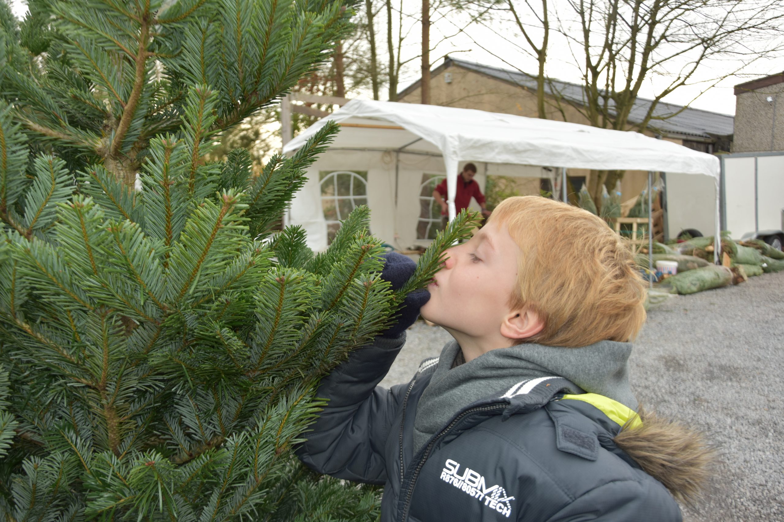 Choisissez votre sapin et emportez le!