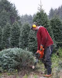 couper un sapin en pleine coupe de sapins de Noël