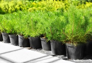 petits sapins en pot