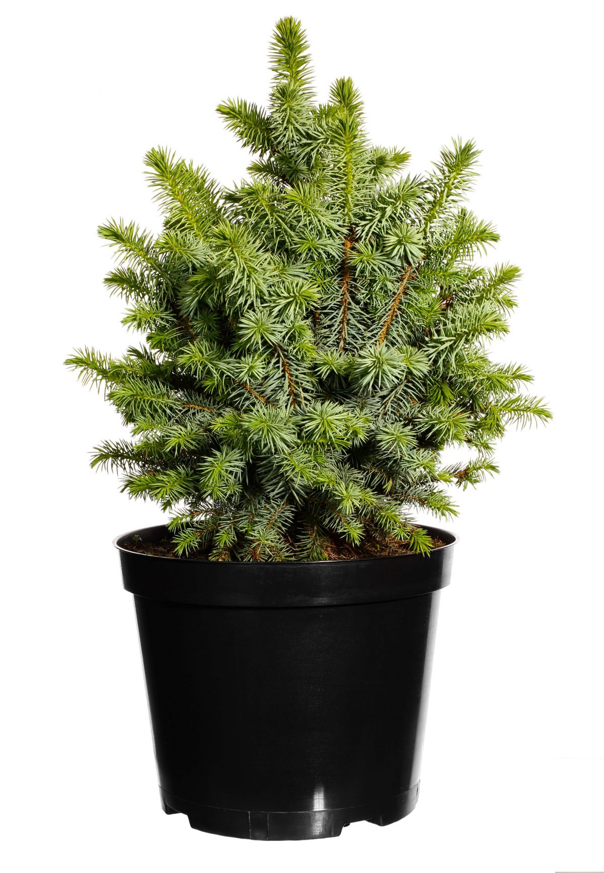 Le sapin en pot Livraison sapins de noel à domicile Bruxelles