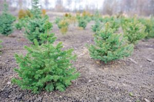 sapins replantés